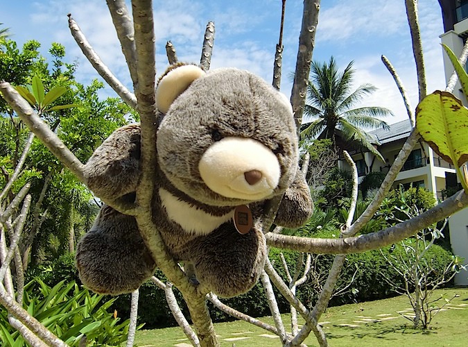 Fumblie climbs a tree