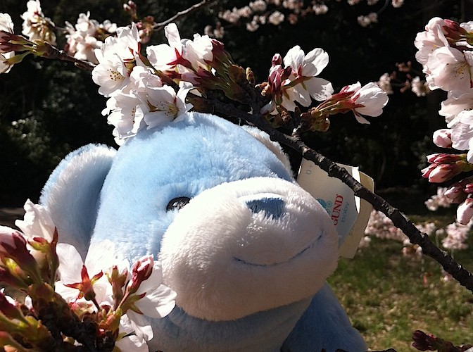 Bookie in cherry blossoms